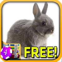 3D Bunny Rabbit Slots 3D Bunny Rabbit Slots APK icon